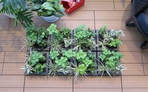 greening_img006