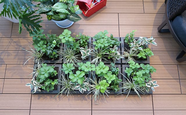 ベランダ緑化計画